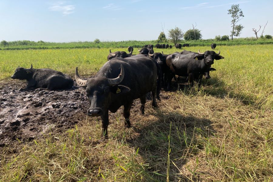 Wasserbüffel können auf wiedervernässten Mooren grasen, ohne das Moor zu zerstören.