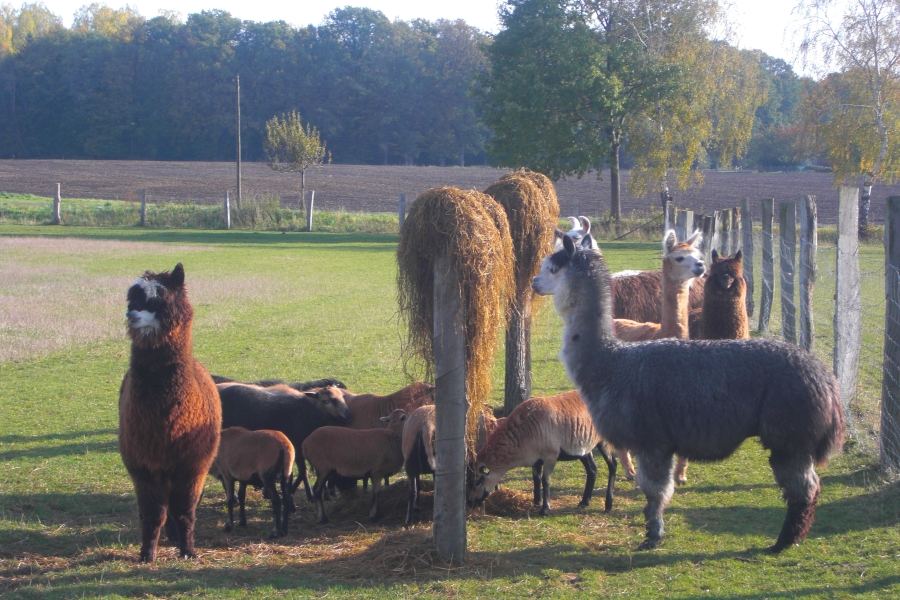 Lamas, Alpakas und Schafe grasen auf einer Wiese.