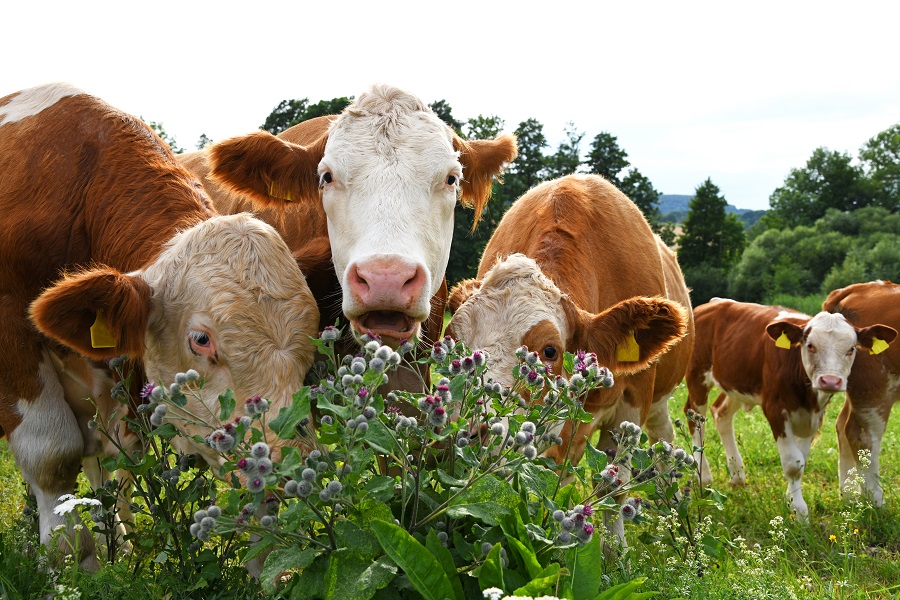 Kühe beim grasen