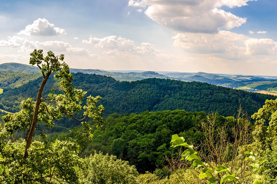 Thüringen ist reich an Wäldern und Holz ein wertvoller Rohstoff. Damit die Bäume zunehmender Trockenheit und Schädlingen trotzen, ist ein klimaresilienter Waldumbau notwendig