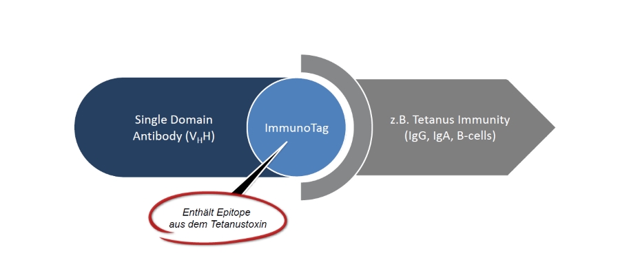Grafische Darstellung des ImmunoJunction
