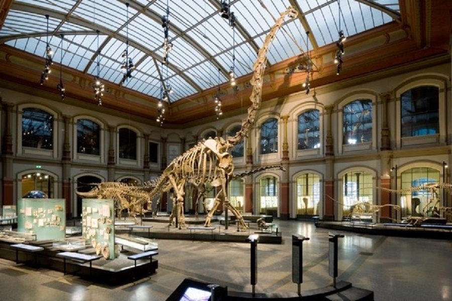 Dinosaurier-Skelett im Naturkundemuseum