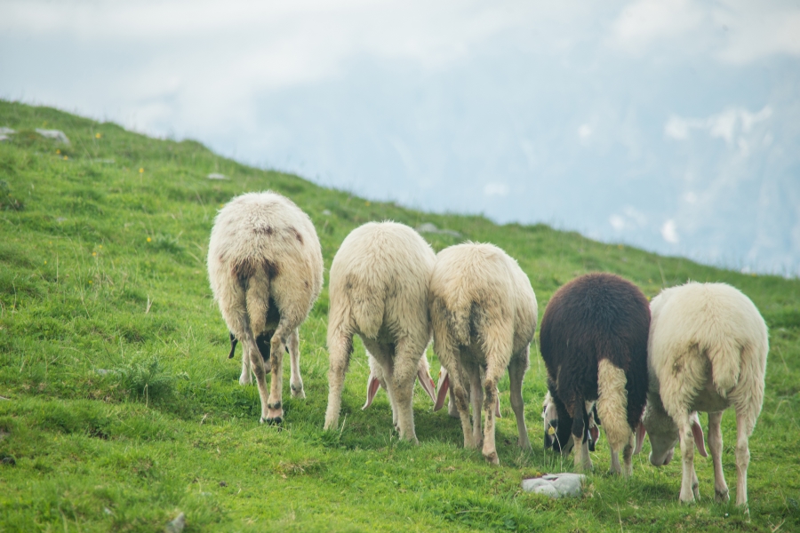 Schafe grasen auf einer Weide.